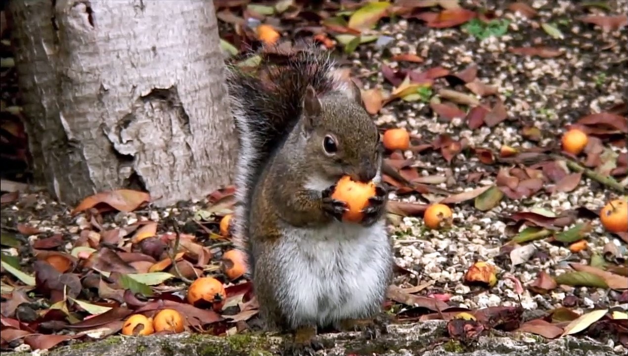 Drunk Squirrel
