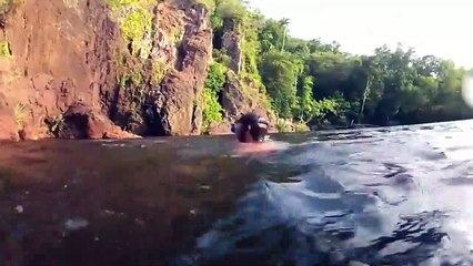 Los Mejores Videos Graciosos de Animales