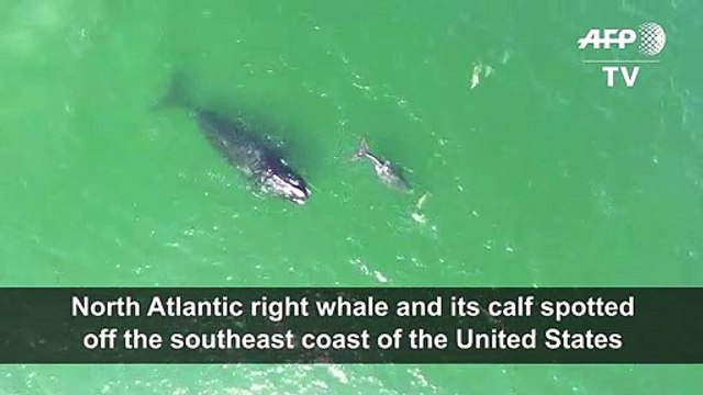 Whale from endangered species spotted off US coast