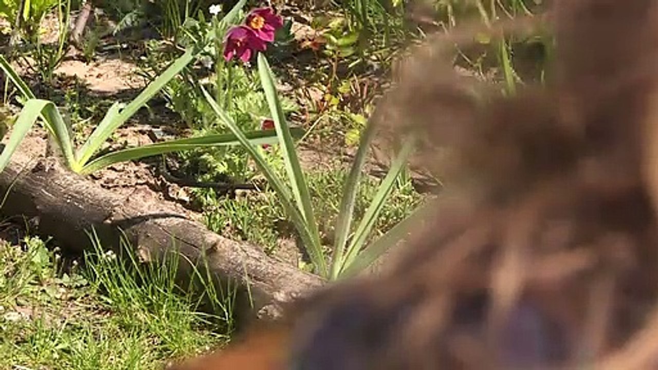 Streitthema sterbehilfe: "meine eltern starben hand in hand"