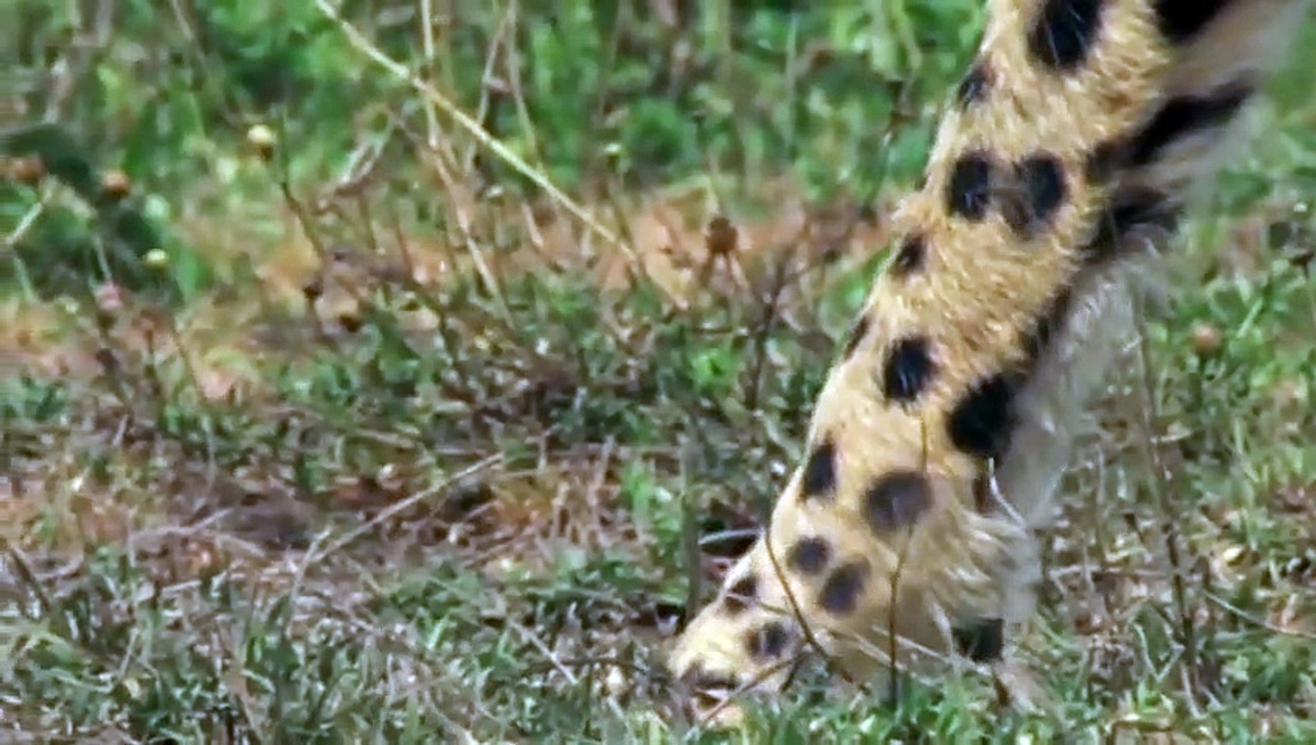 Cheetah Attacks and Kills Deer