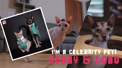 I'm a Celebrity Pet! Instagram’s Sphynx cats who’ll rule the world