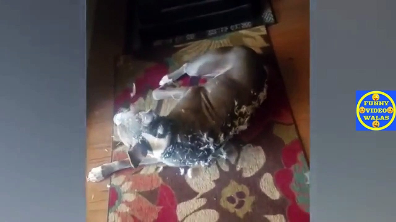FUNNY VIDEO ep 143