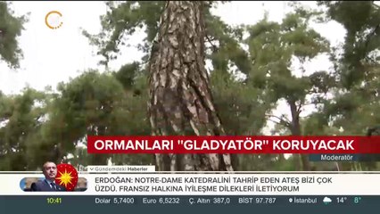 Çam kese böceklerine karşı mücadele