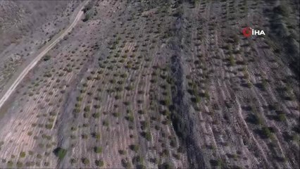 Küle Dönen Ormanlık Alan Ekilen 2 Milyon Fidanla Yeşertildi