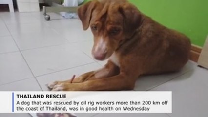 Dog pulled from Gulf of Thailand to be adopted by rescuer