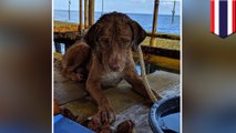 Stranded dog rescued by oil rig staff