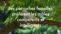 Les perruches femelles préfèrent les mâles compétents et intelligents