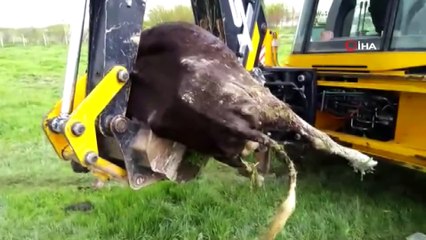 Yaşlı kadın sulama kanalında telef olan ineği için dakikalarca ağladı