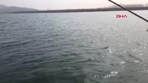 Sakarya Sapanca Gölünde 1 Metre Boyunda Turna Balığı Yakalandı