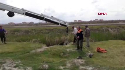 Aksaray Bataklığa Saplanan Dana, Kurtarıldı