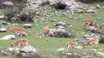 Dağ Keçileri Sürü Halinde Otlarken Görüntülendi