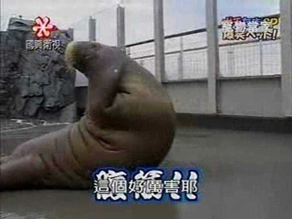 Abdos éléphant de mer