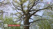 Notre-Dame de Paris : la filière bois se mobilise