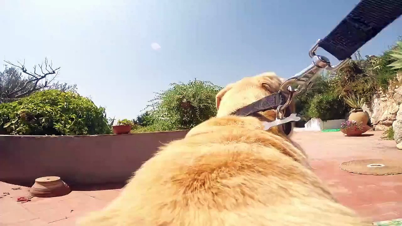 Golden labrador's amazing sprint from home to the beach caught on GoPro