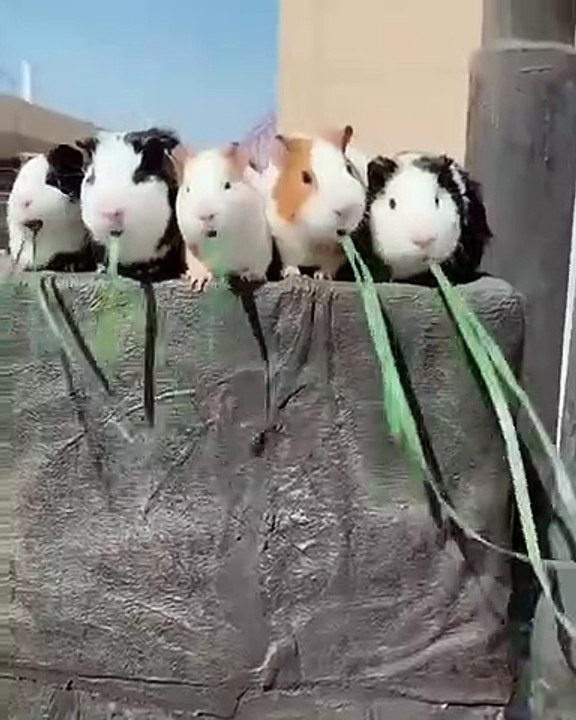 Incroyable ! Ces cochons d'Inde cochons d'Inde mange très très rapidement. Regardez !