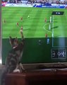 Ce chat est très fan de football. Trop drôle !