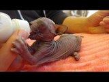 Newborn Sphynx Kittens Get Bottle Fed