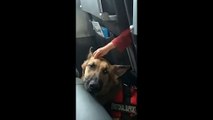 Service dog on its first flight given emotional support strokes from child