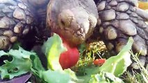 Furious turtle confronts dog trying to steal its strawberries