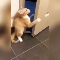 Ce chat a une réaction incroyable quand on lui demande de partir. Choquant !