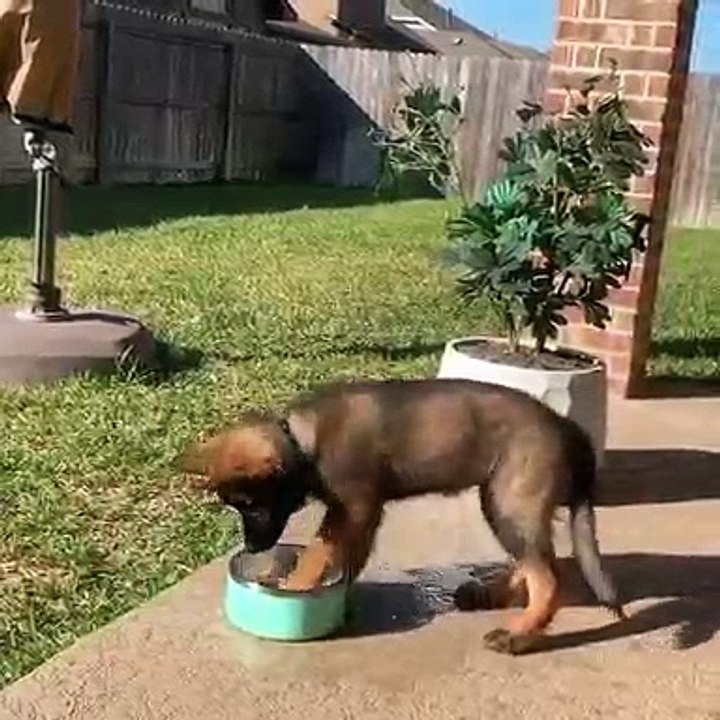 Ce chien essaie de se laver tout seul. A mourir de rire !