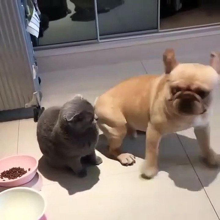 Ce bulldog est très amoureux d'un chaton. Ce qu'il va faire est à mourir de rire !