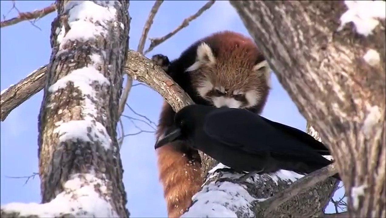 Crow bothering red panda, cuervo molestando a un panda rojo