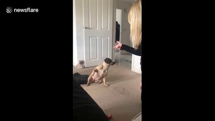 The Oscar goes to French bulldog dramatically playing dead