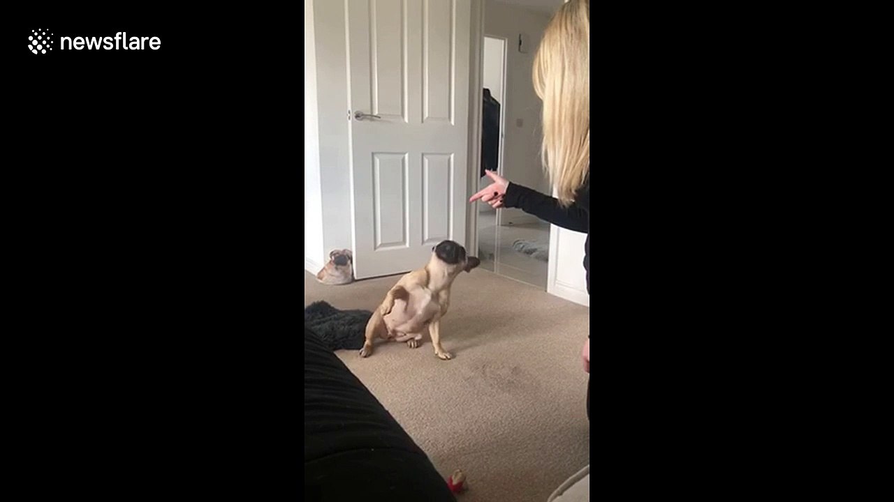 The Oscar goes to French bulldog dramatically playing dead