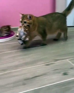 Quand un chiot s'enduit de boue et ne veut pas se laver. Hilarant !