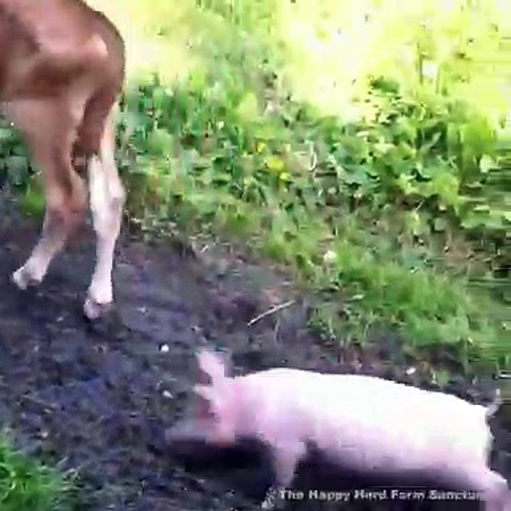 Rien n'est plus beau que deux petits animaux jouant ensemble. Regardez !