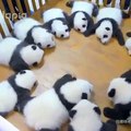 Ces bébés pandas adorent jouer ensemble. Trop cute !