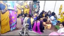 Heartwarming moment monkey consoles mourners at funeral in southern India