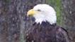 No Eaglets for Either of Washington D.C.’s Famous Bald Eagle Couples This Year