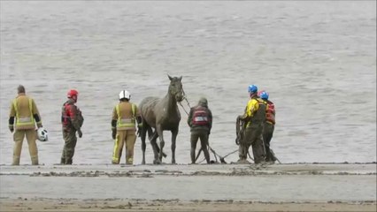 Επιχείρηση διάσωσης αλόγου από την λάσπη