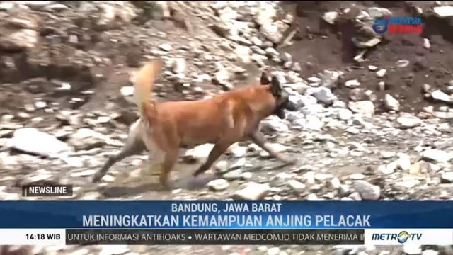 Melatih Anjing SAR Melacak Korban Bencana