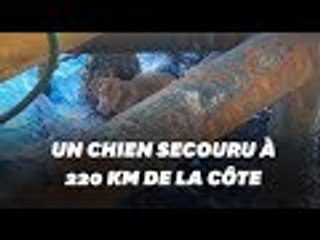 Un chien secouru à 220 Km de la côte dans le golfe de Thaïlande