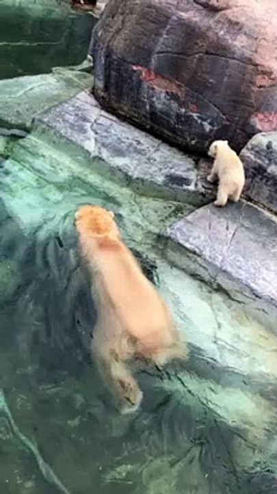Polar Bear Cub Takes a Tumble