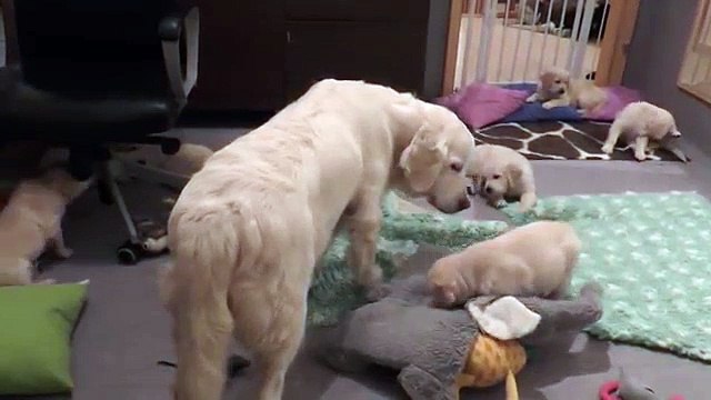 Cette maman chien montre à ses chiots qu'ils sont trop grands pour téter