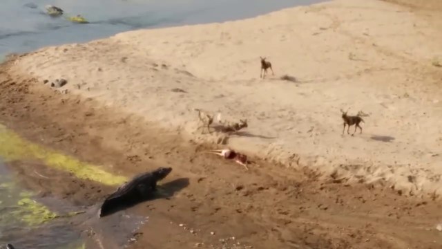 Un crocodile malin vient voler la proie de ces dingos