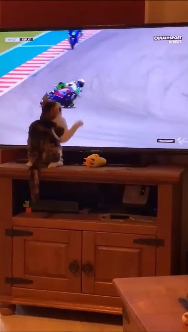 Un Chat Cruel Fait Tomber Un Motard Video Dailymotion