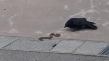 Un corbeau affamé est bien décidé à manger ce serpent