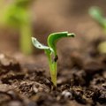 Ex-Seed All Your Replanting Dreams with These 11 Clever Hacks