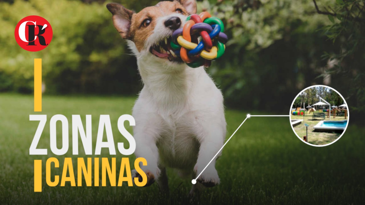 Zonas caninas