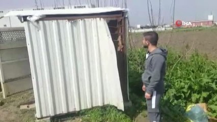 Tanesi 20 Bin Lira Olan 15 Taklacı Güvercini Çaldılar