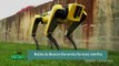Robôs da Boston Dynamics formam matilha