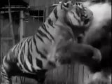 Tiger vs Lion, Big Cage Fight from 1933, uncut Version
