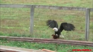 Eagle Vs Rooster _ Who Will Be The Winner