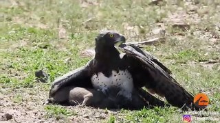 awesome Eagle Catches u0026 Fights Baby Warthog